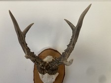 Kapitaler Rehbock 652 Gramm  mit Brett !! Trophäe !!! Massig !! Deko , Vintage