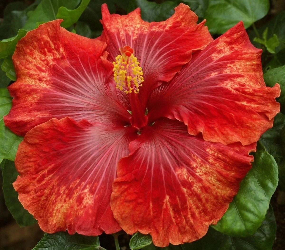 tropical hibiscus products for sale | eBay
