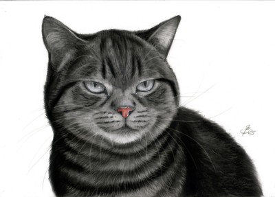 Grumpy Cat Tabby Tiger Cat Charcoal Charcoal Painting Drawing Painting Art 314