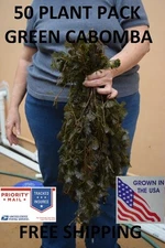 50 Stems Green Cabomba live aquarium plants aquascaping planted tank easy 