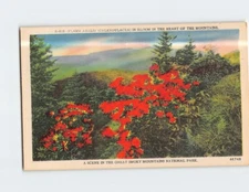 Postcard Flame Azalea in Bloom Scene in Great Smoky Mountains National Park USA