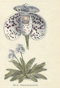 Orchidea Cypripedium Stampa Antica Del 16 Fiori Incisione Inglese Botanica Ebay