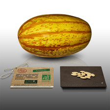 10 graines Bio - LGA Graine- COURGE SPAGHETTI Vegetal Certifié AB - Cucurbita p.