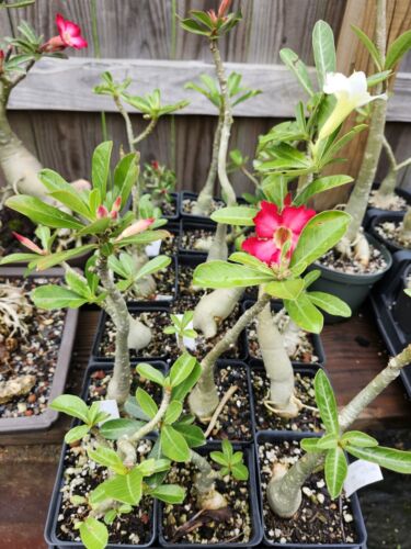 Adenium obesum starter plant in 4" pot, desert rose flowering bonsai