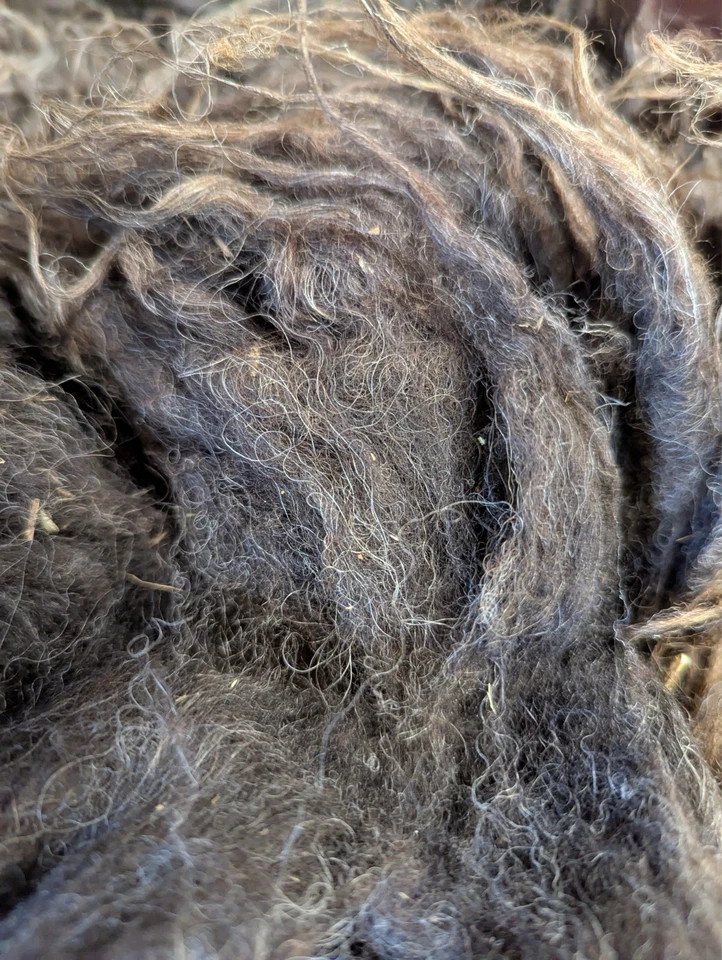 raw wool - Shetland fleece - gray/multicolor - felting - FREE SHIPPING - Image 3 of 3