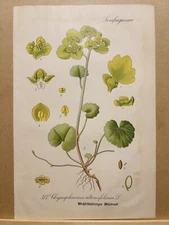 1886 ANTIQUE PICTURES LITHOGRAPH ART PRINT BOTANY FLOWER FLORA NATURE DECO PO...