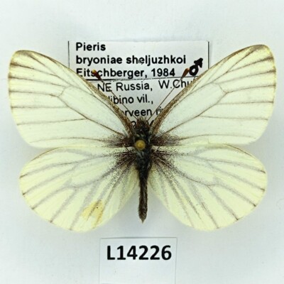Pieridae, Pieris bryoniae sheljuzhkoi, male, A1-, Russia