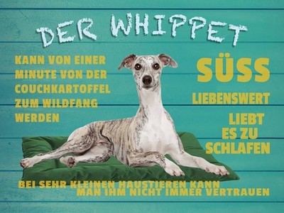 Holzschild 30x40 cm der Whippet Hund süss lebenswert Deko Geschenk Holz Schild