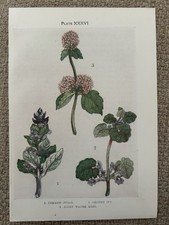 Antique Print Bugle Ground Ivy Water Mint Botanical 1912 Wildflower Art