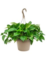 Kurt Weiss Greenhouses Pothos In 8 Hanging Basket on sale Kurt Weiss Greenhouses Pothos In 8 Hanging Basket on sale