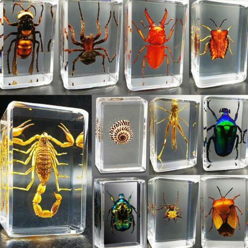 Real Insect Preserved in Resin Desk Paperweight for Animal Collector Xmas - Foto 1 di 29