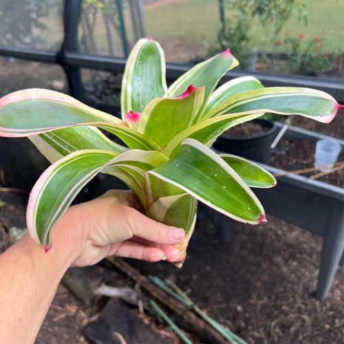 Neo VOYAGER - Med / Lge Sized Grower - Neoregelia / Bromeliad - Picture 4 of 10