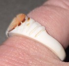 Vintage Fish Shaped Hand Carved Seashell Ring Band Size 7 Jewelry Pisces — photo 3