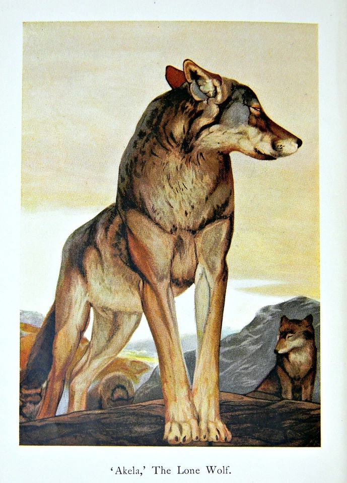 1925 THE JUNGLE BOOK Antique FIRST EDITION STATED Rudyard KIPLING art COLOR B&W - Image 3 of 4