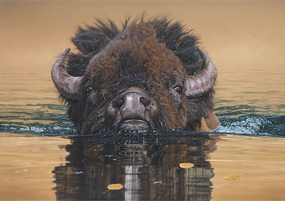Daniel Smith STILLWATER CROSSING, MuseumEdition , giclee canvas, Bison, #150/150