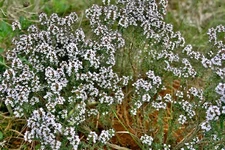 Garden Thyme Seeds - Thymus vulgaris Seeds - Culinary Herb - Multiple Quantities