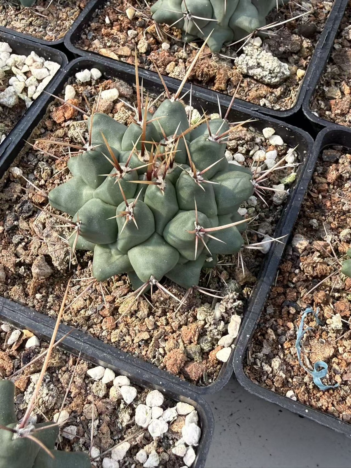 4-5CM Succulent Cactus Plant Thelocactus Home Garden Beautiful