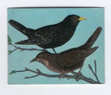 Greggs NZ aquatic birds 1974. Blackbird
