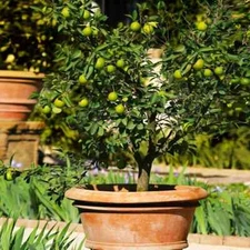 Mexican Key Lime Tree 3-4" - Live Plant - Sapling
