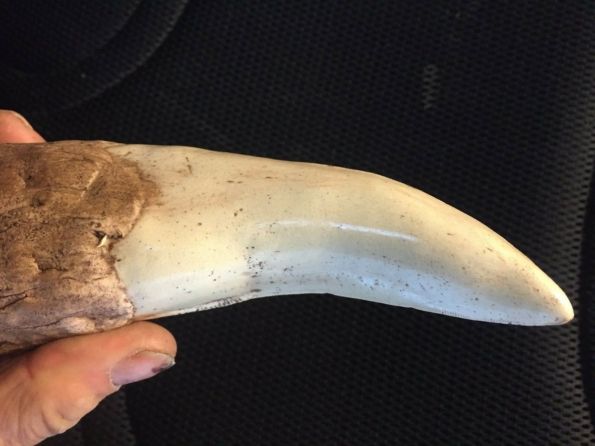 Tyrannosaurus Rex T-Rex Tooth Replica Fossil - Dinosaur Jurassic Relic Bone Fang