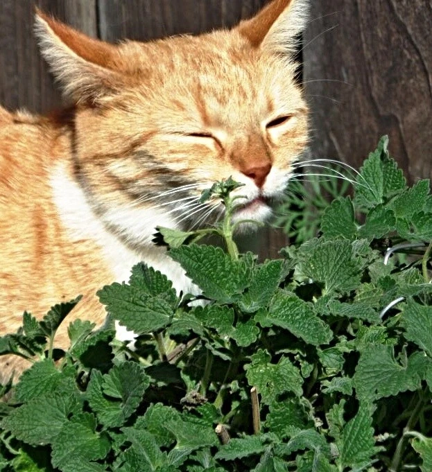 Semillas de hierba gatera reales, hierba gatera, irresistibles para gatos - Imagen 2 de 3