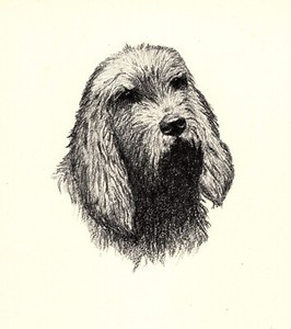 Antique Otterhound Print 1935 Wardle Otterhound Illustration Art CFW 5783d