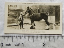 1926 Pattreiouex Real Photos Animals No. CA85 - Shire Mare Crossways Forest Maiy
