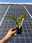 Mini Cattleya -(Pot. Higher Multiplier x Slc. Circle Of Life) 11371 — photo 4