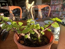 Dwarf Jade Bonsai Tree Indoor Plant 2