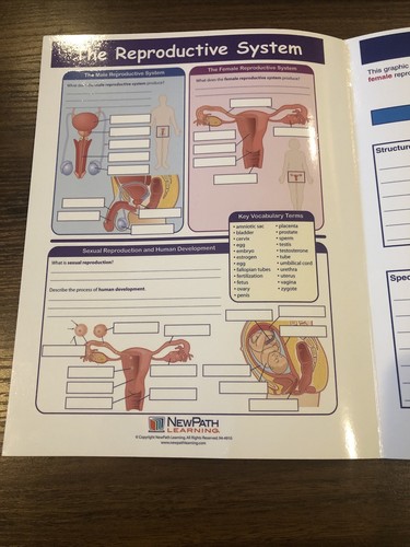 The Reproductive System laminated educational - Foto 6 di 16