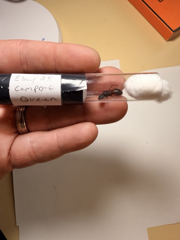 Red Carpenter Ant Queen With Eggs, Camponotus Chromaiodes Auction 5