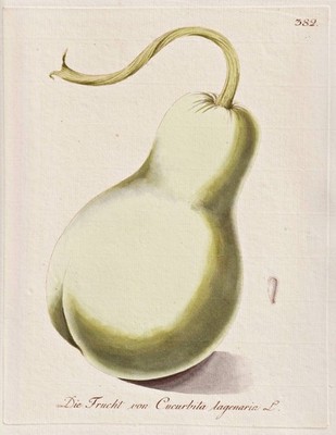Flaschenkürbis bottle gourd Kürbis Gemüse Botanik botany Kerner Kupferstich 1791