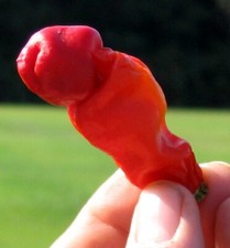 Hot Peter Pepper 10 Seeds -Makes Delicious Chili Powder