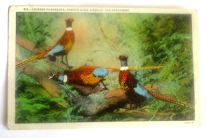 Vintage 1930s linen postcard of CHINESE PHEASANTS, FAMOUS GAMEBIRDS OF NORTHWEST
