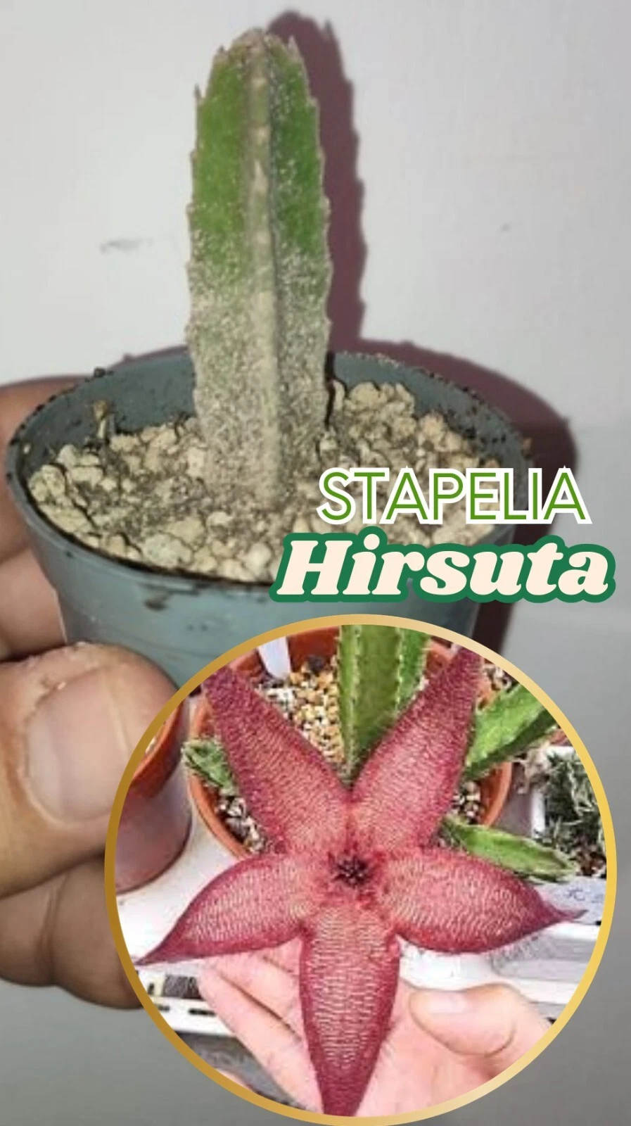 Foto 1 di 1