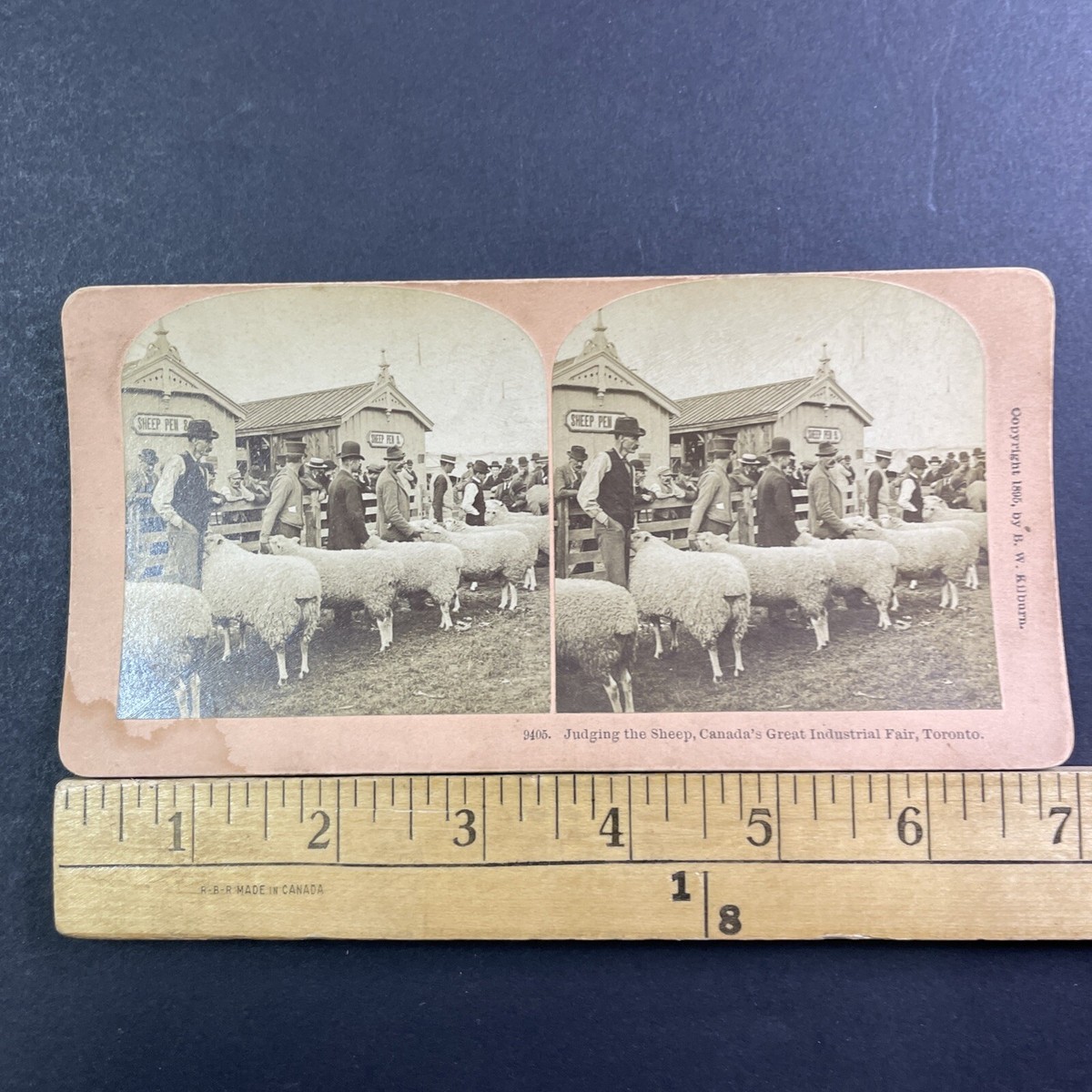 Why Sheep? ‎– Sampling Concerto Exhibition Place Toronto Ontario Stereoview Sheep Showing