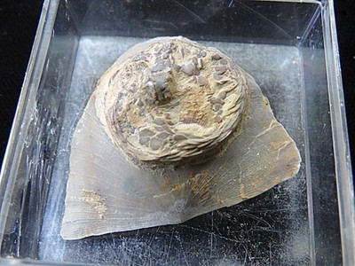 Edrioasteroid on Rafinesquina ponderosa brachiopod- 1 1/2''- Cincinnati, Ohio