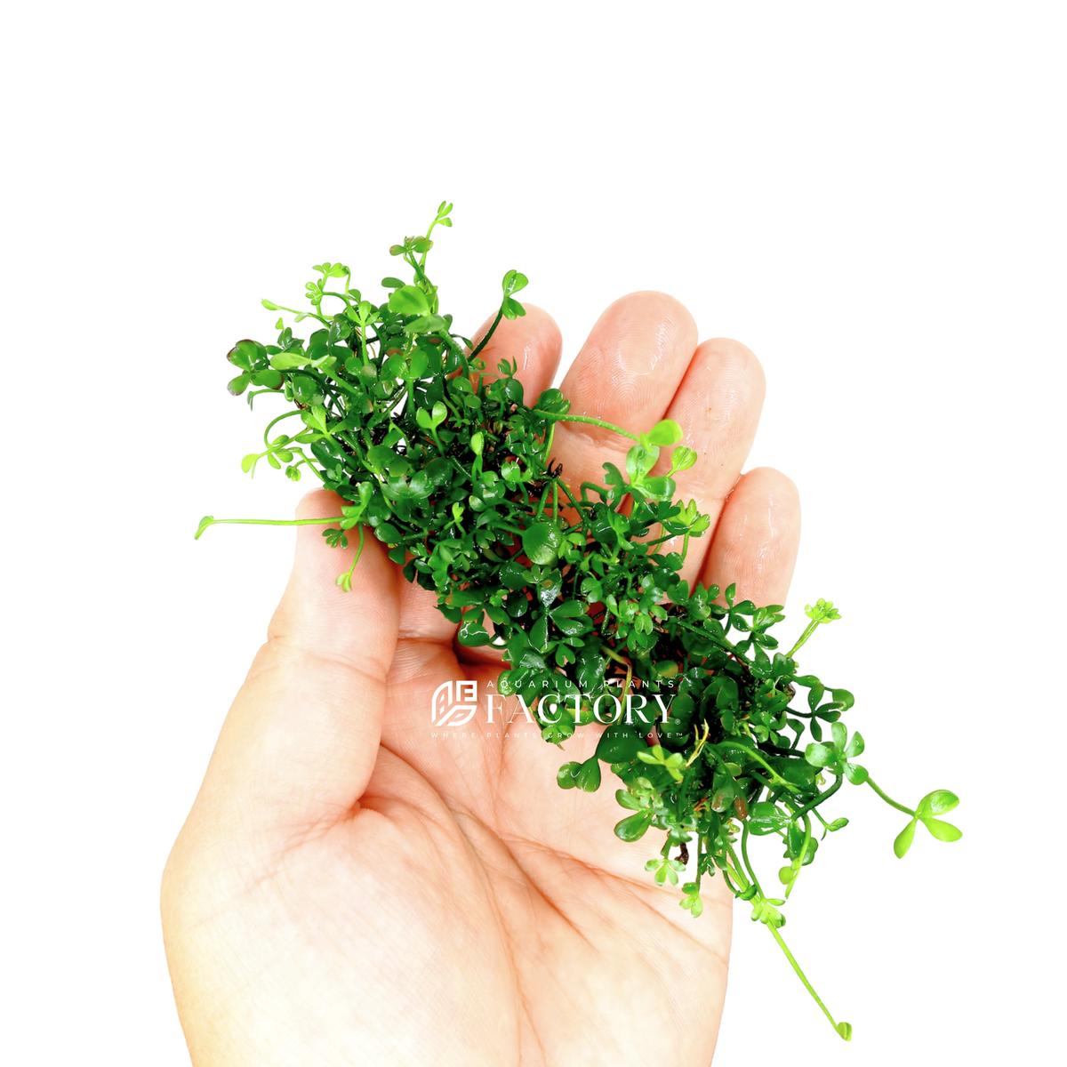 Marsilea Hirsuta Tissue Culture Dwarf Four Leaf Clover Aquarium