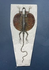 REAL RED Draco Flying Lizard Draco haematopogon Taxidermy Indonesian Specimen