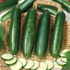 25+ Long Green Improved Cucumber Seeds for Garden - USA - FREE SHIPPING!