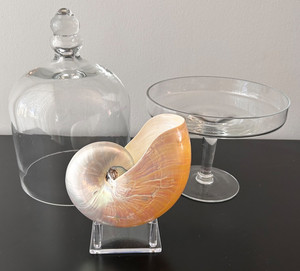 Pearlized Iridescent NAUTILUS Shell 6.5" Seashell in Heavy Glass Pedestal CLOCHE
