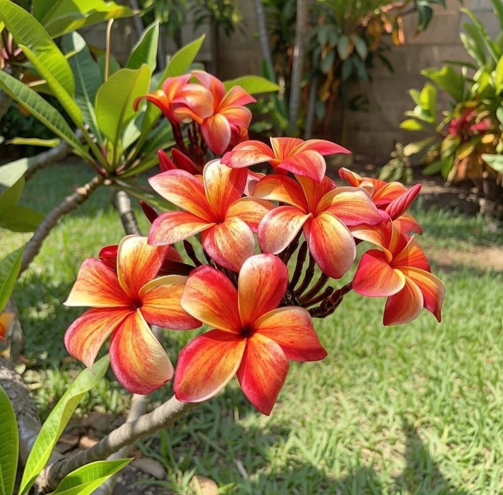 Plumeria CENDANA EMAS カット苗 Plumeria CENDANA EMAS カット苗 Plumeria CENDANA EMAS カット苗 米国