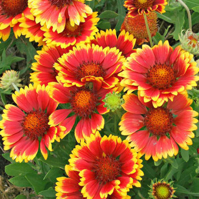 Semences Gaillarde - Semences Ancestrales Québec - Foto 5