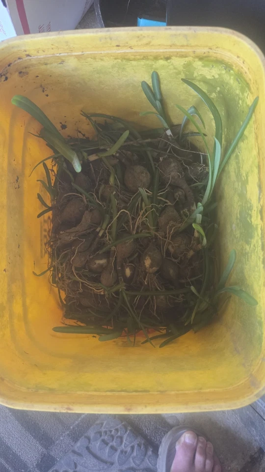 100X Red Spider Lillys Bulbs - Image 2 of 4