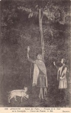 C229 France Avignon Palais des Papes  vintage postcard