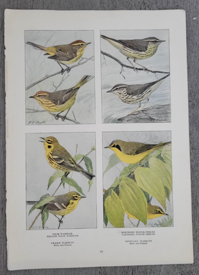 #ad NORTHERN WATER THRUSH WARBLER PALM PRAIRIE by Louis A. Fuertes 1918 Bird Print $15.00