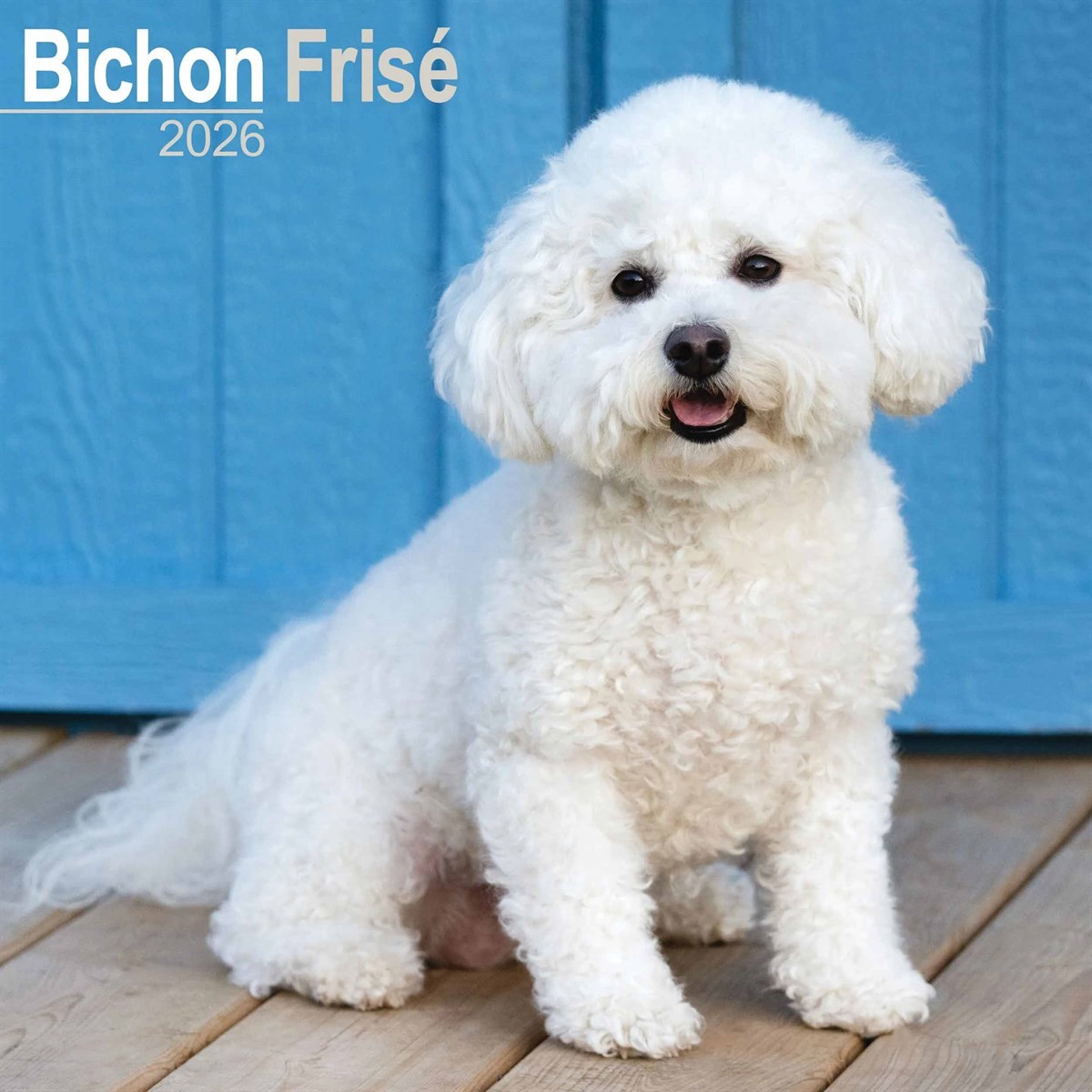 Bichon Frisé Calendar 2026, Wall Calendars, Month To View, Dogs, Gift