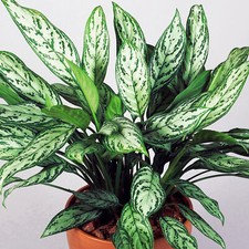 Premium Aglaonema Maria Christina | Chinese Evergreen Plant | 25-35cm Potted
