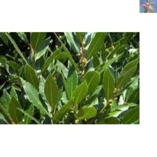 Fresh Cooking Companion: Laurus Nobilis Bay Tree in 9cm Pot for Outdoor Use