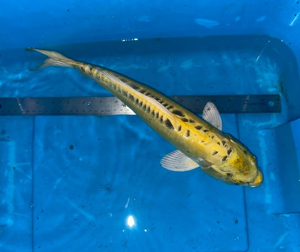 18 Inch DOITSU KI Matsuba Koi -- DEEP YELLOW CSRAKOi - Image 2 of 4